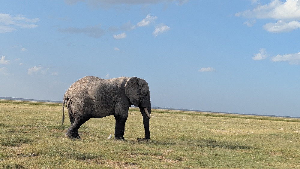 tarangire elephant safari package